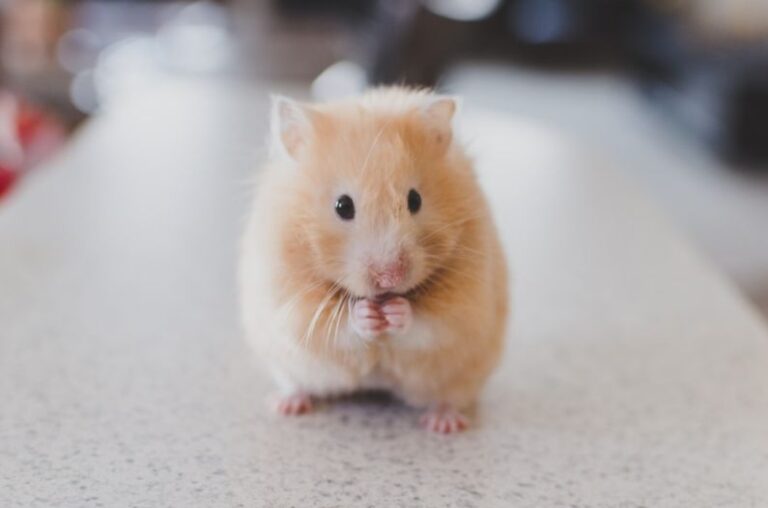 Hamster Habitat - selective focus photography of brown hamster