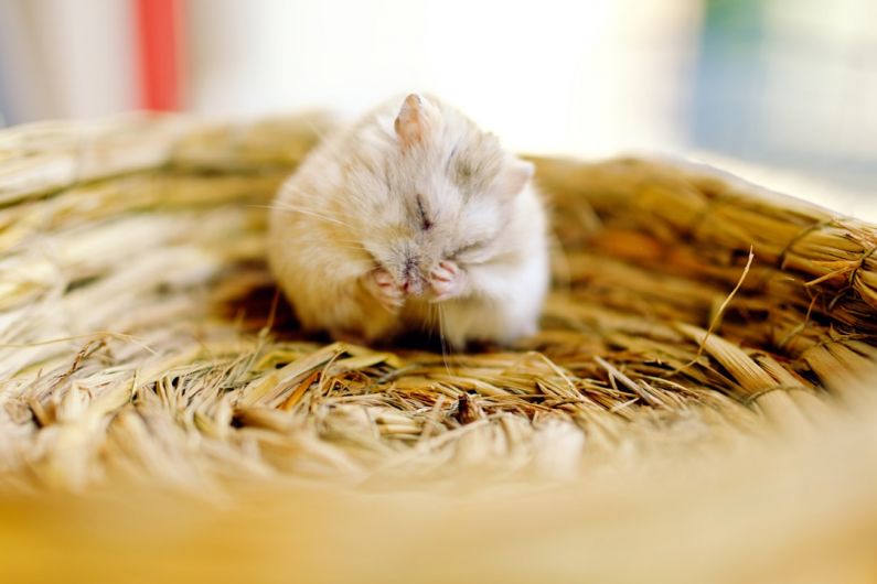 Hamster Sizes - selective focus photography of mouse