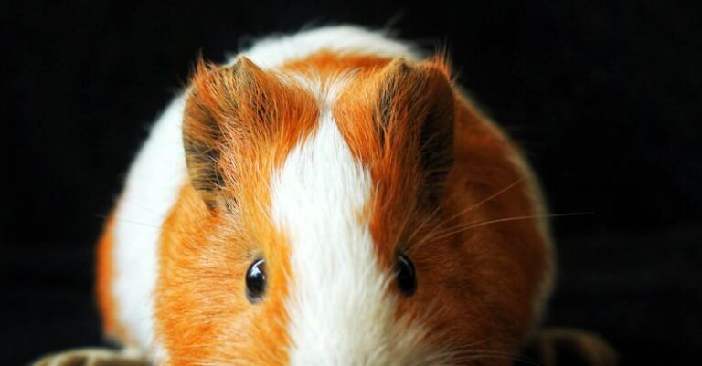 Hamster Practices - Adorable Hamster on Black Background