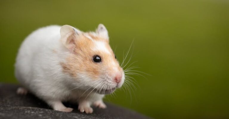 Hamster Matting - Macro Photo of Cute Hamster