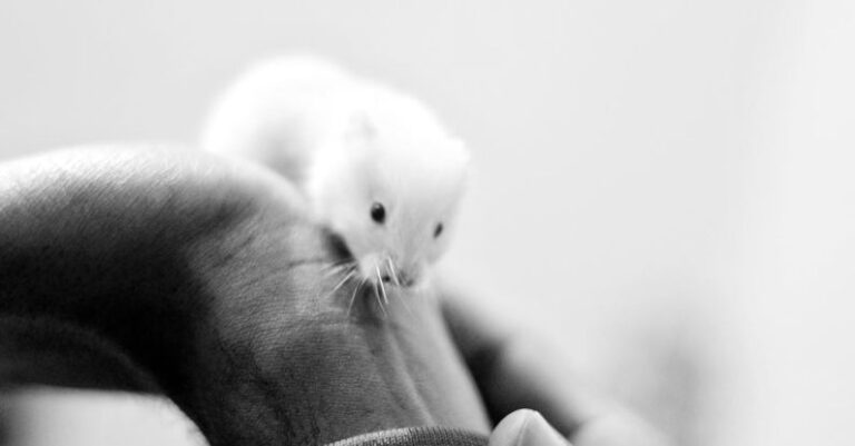 Hamster Mistakes - Grayscale Photo of a Hamster on a Person's Hand