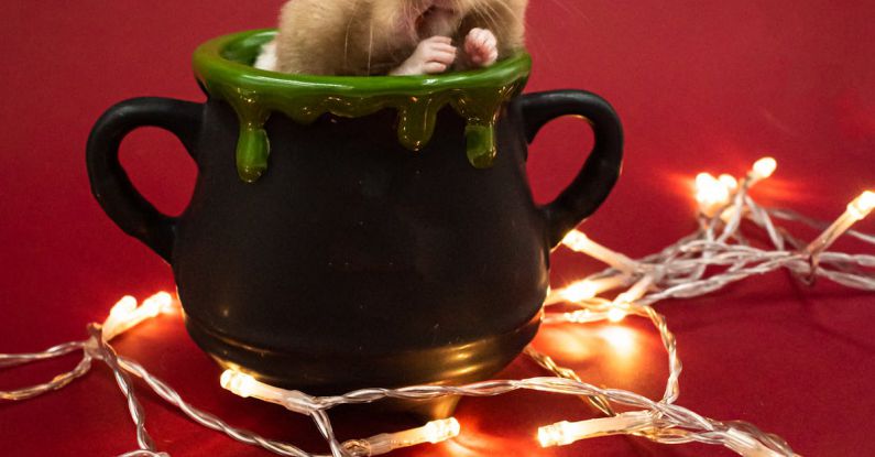 Hamster Hideouts - Cute Hamster in Mug