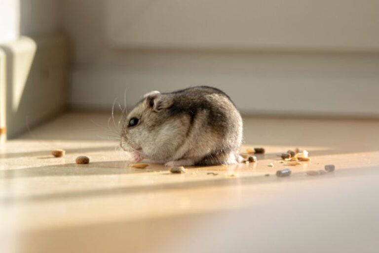 Hamster Foods - selective focus photography of rodent on white floor