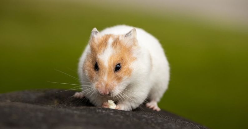 Hamster Hamsters - Close Up Photo of an Adorable Hamster