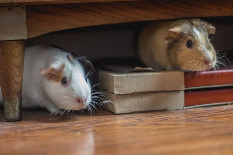 Hamster Pairs - white and brown guinea pigs