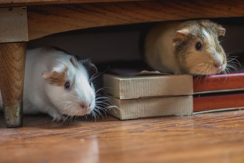 Hamster Pairs - white and brown guinea pigs