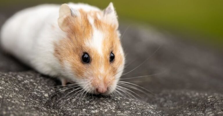 Hamster Practices - Close Up Photo of Adorable Hamster