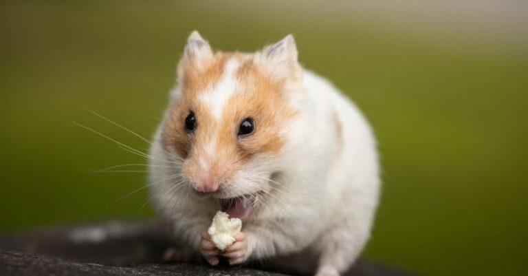 Hamster Considerations - Close Up Photo of Fluffy Hamster