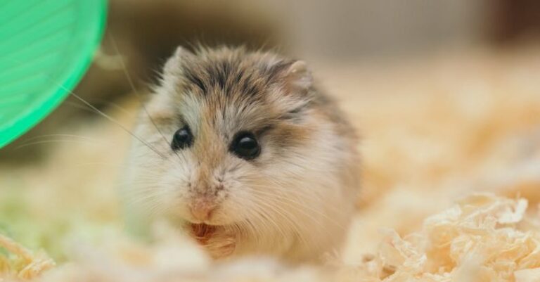 Hamster Techniques - Funny small fluffy domestic hamster sitting in cage on sawdust and nibbling food