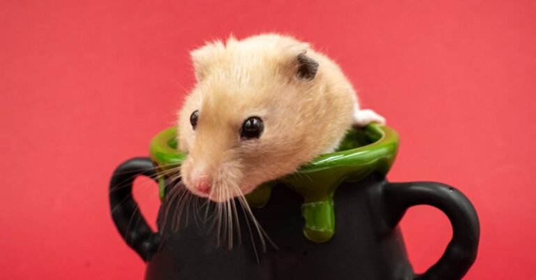 Hamster Hamsters - A Hamster in a Ceramic Cup