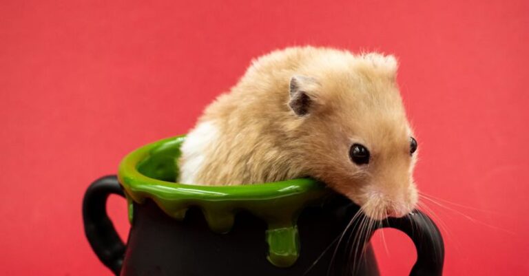 Hamster Benefits - A Hamster in a Pot