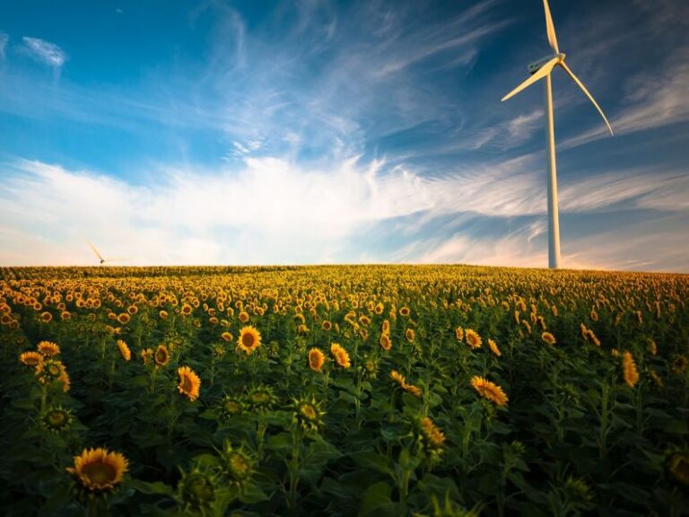 Hamster Environment - sunflower field