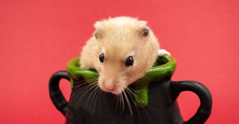 Hamster Hamster - Hamster in a Mug