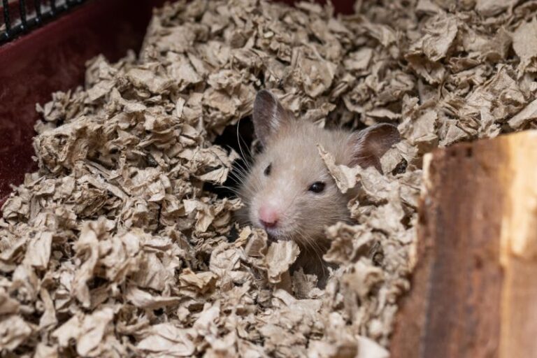 Hamster Foods - two rodents in a pile of leaves