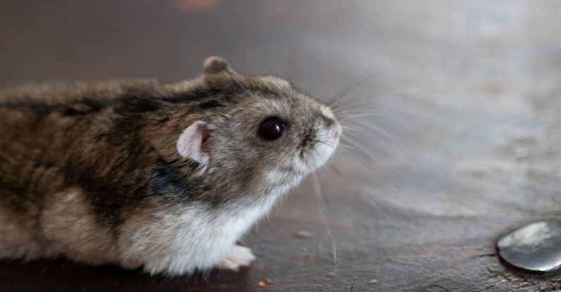 Hamster Practices - Close-Up Shot of a Hamster