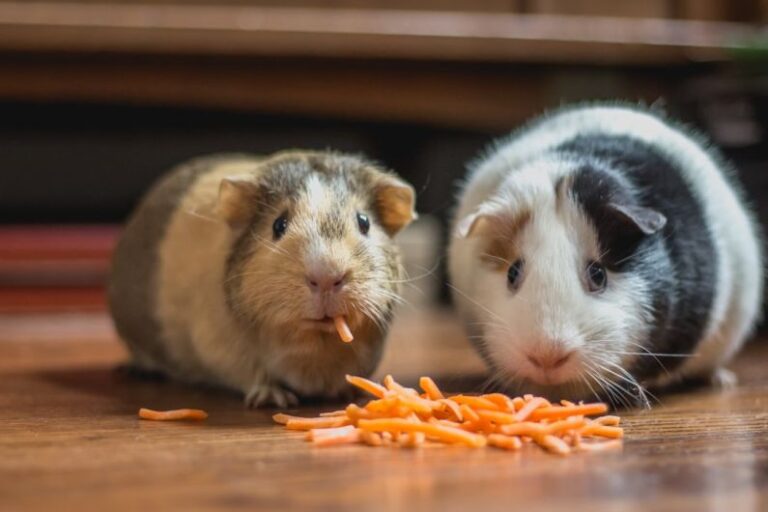 Hamster Stress - two guinea pigs eating carrot