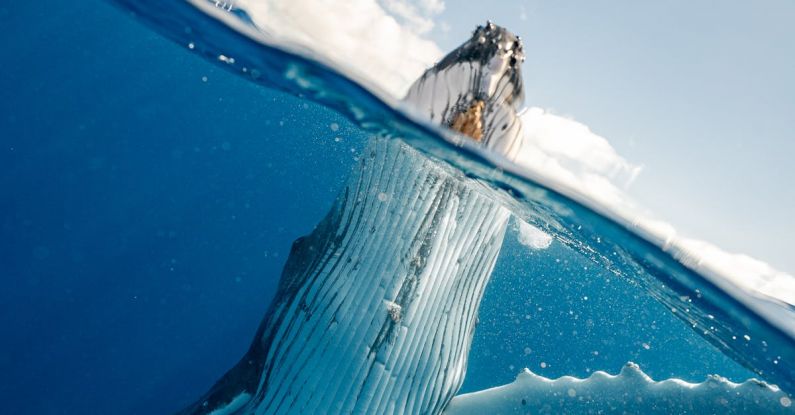 Hamster Habitat - Split Shot of Whale