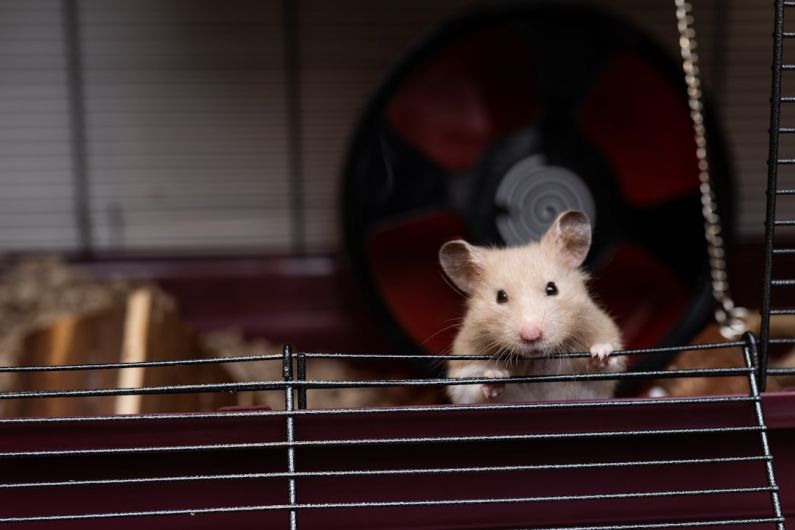 Hamster Foods - a white mouse in a cage