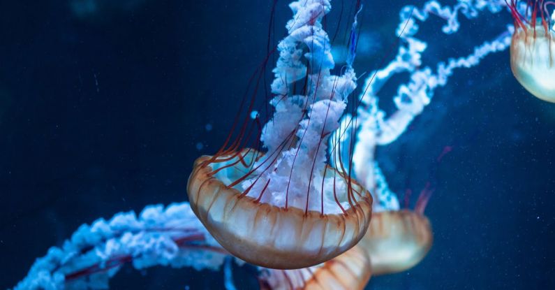 Hamster Habitat - Close Up Photo of Jellyfish Underwater