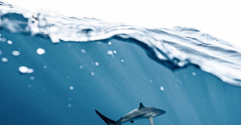 Hamster Habitat - Photo Of Shark Underwater