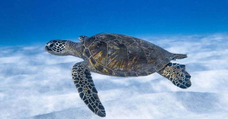 Hamster Habitat - Big aquatic turtle swimming in blue sea