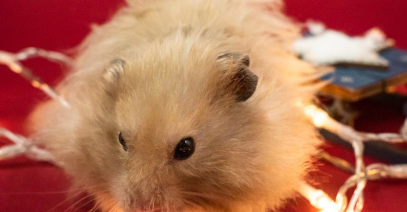 Hamster Setups - Hamster with Christmas Lights