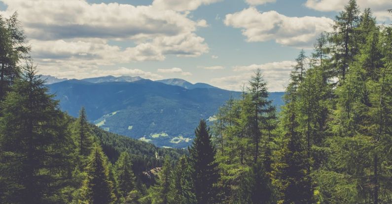 Hamster Habitat - Green Pine Trees Under Blue Sky and White Clouds