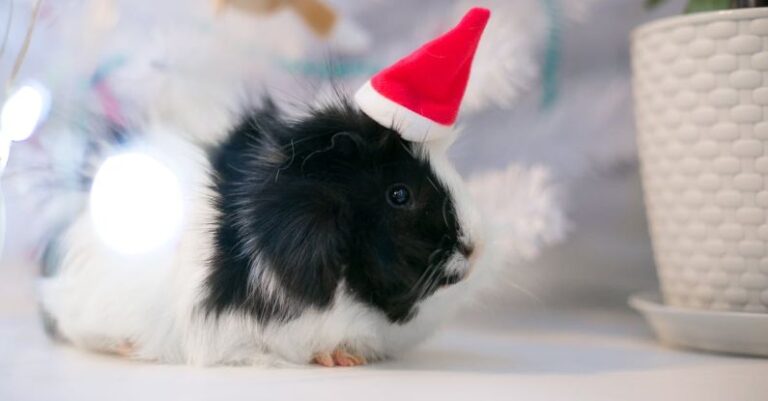 Hamster Benefits - A Black and White Guinea Pig with a Santa Hat