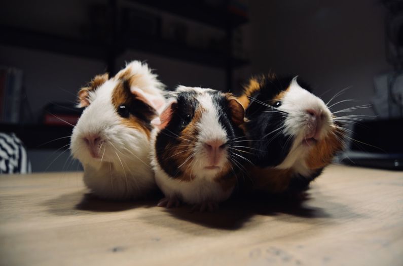 Hamster Foods - three tri-color guinea pigs on brown surface