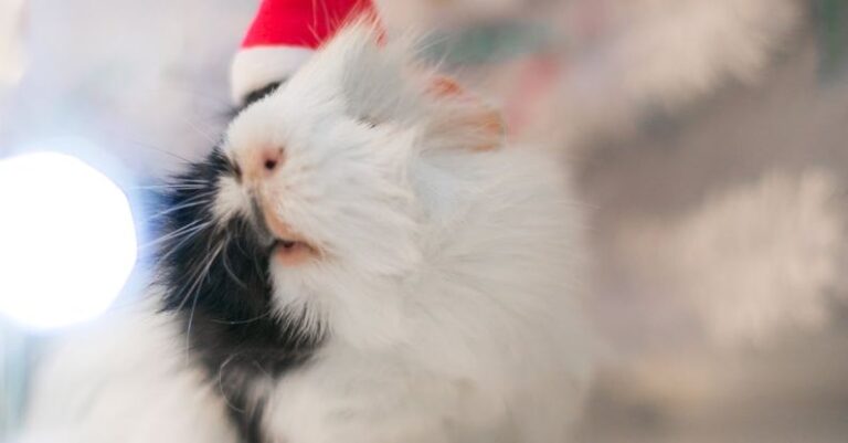 Hamster Behaviors - A Furry Animal with a Santa Hat