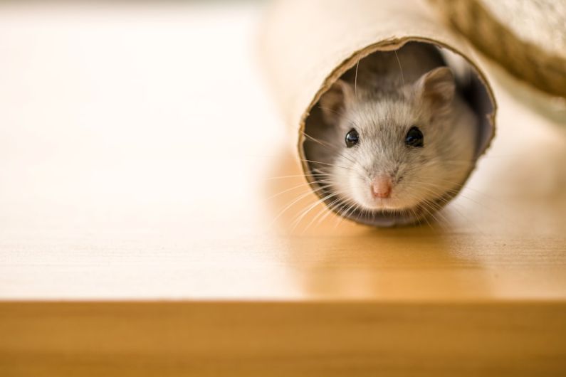 Hamster Treats - white and brown hamster in white textile