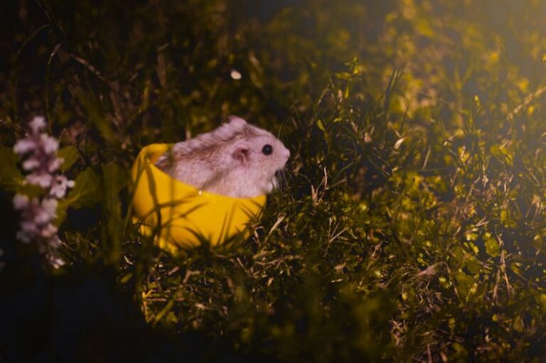 Hamster Hamster - a small rodent in a yellow box in the grass