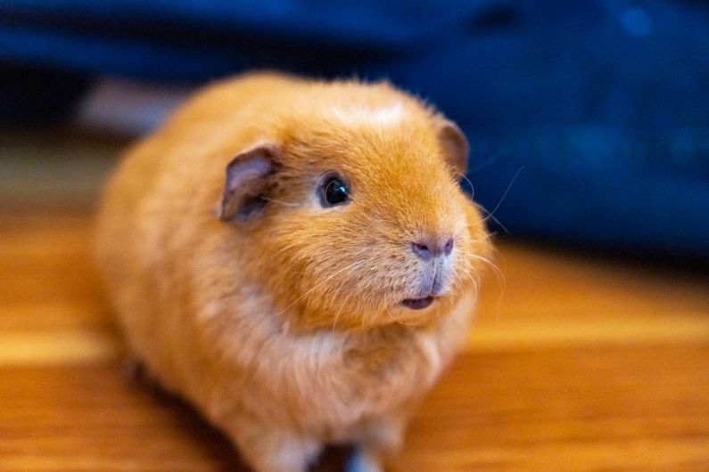 Hamster Schedule - brown guinea pig on brown wooden table