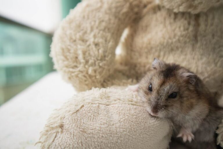 Hamster Issues - a hamster sitting on top of a stuffed animal