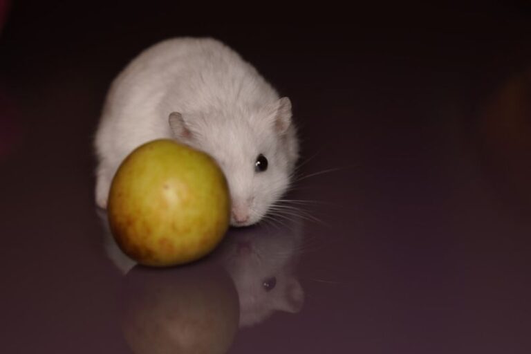 Hamster Ways - white mouse beside orange fruit