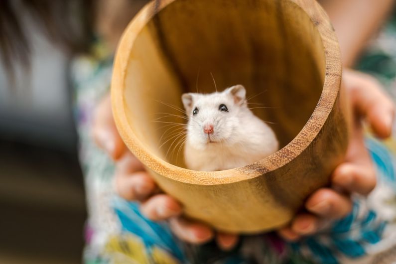 Hamster Ailments - white mouse in brown wooden bucket