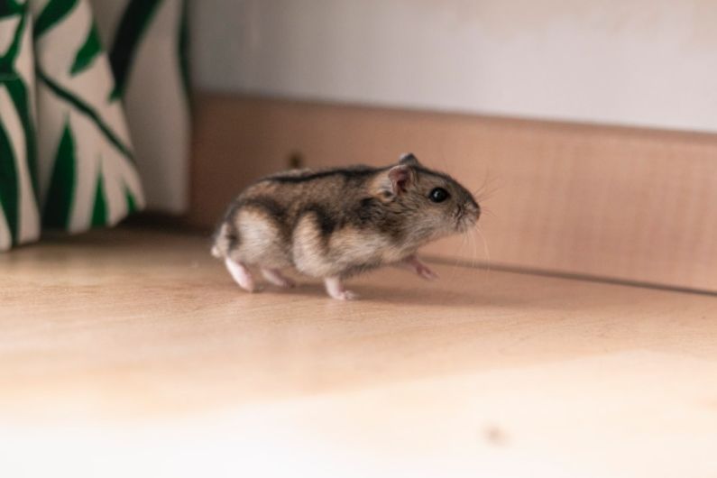 Hamster Products - hamster on wooden surface