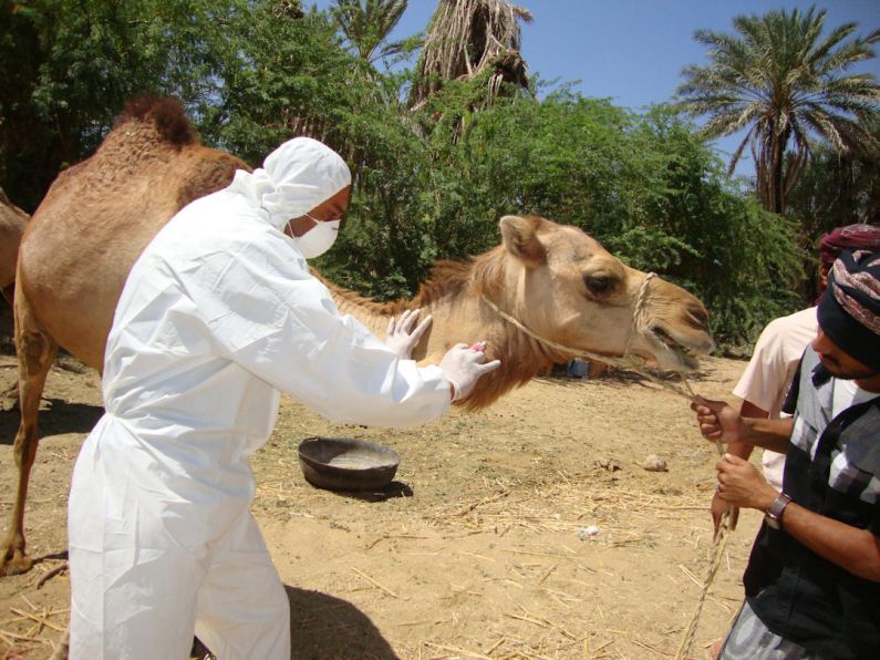 Hamster Veterinarian - man in white long sleeve shirt riding brown camel during daytime