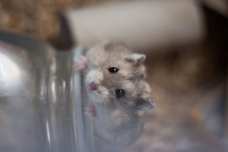 Hamster Bedding - brown rodent in clear glass container