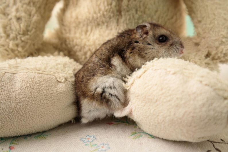 Hamster Practices - a small rodent sitting on top of a stuffed animal