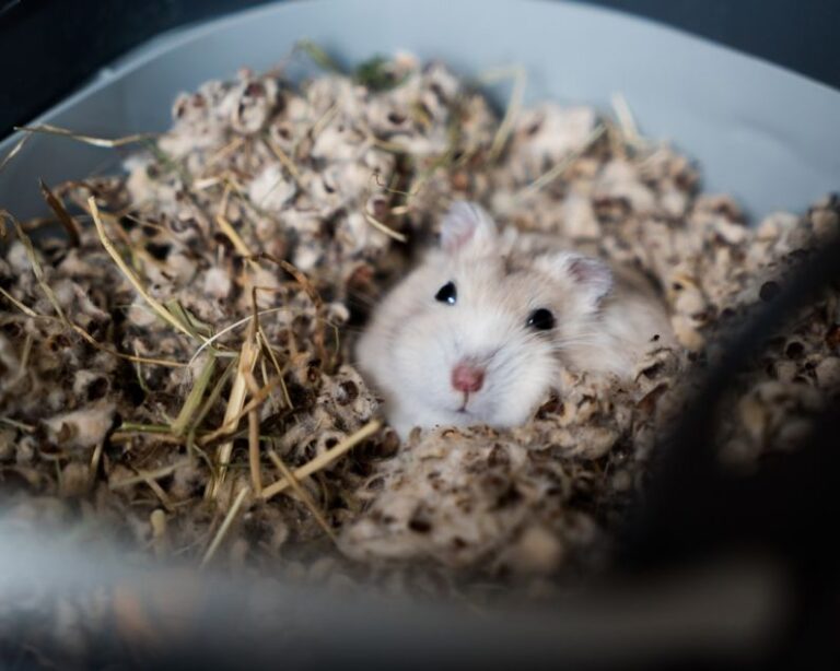 Hamster System - white rodent on cage