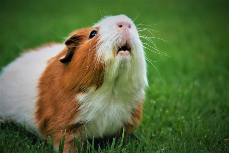 Hamster Tips - shallow focus photography of brown and white guinea pig