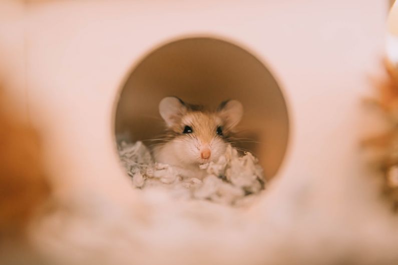 Hamster Hamster - a small rodent peeking out of a hole in a house