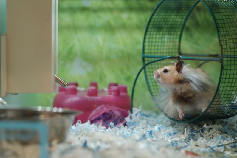 Hamster Cages - a hamster in a cage