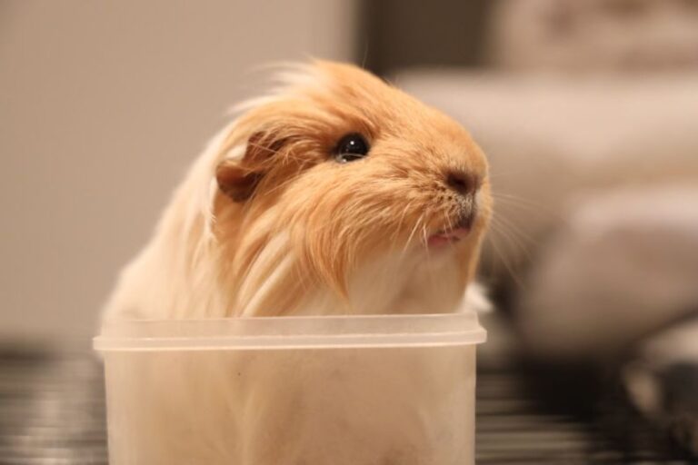 Hamster Breeds - a close up of a small animal in a cup