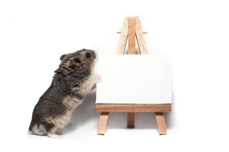 Hamster Space - gray rodent on white table