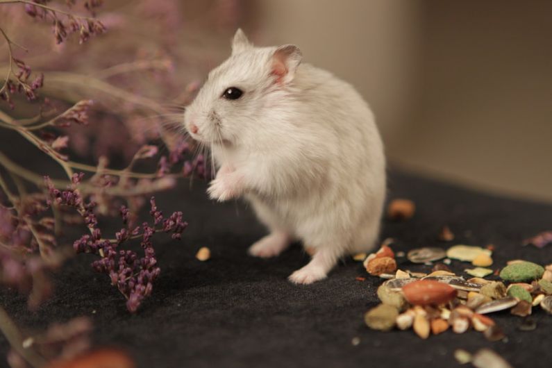 Hamster Features - white hamster on black textile