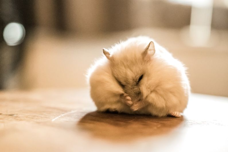 Hamster Hamsters - white long fur cat on brown wooden table