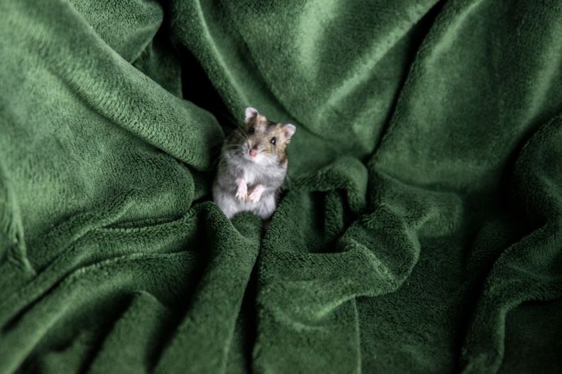 Hamster Breeds - hamster on green textile