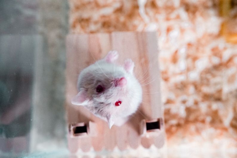 Hamster Breeds - a white mouse in a box